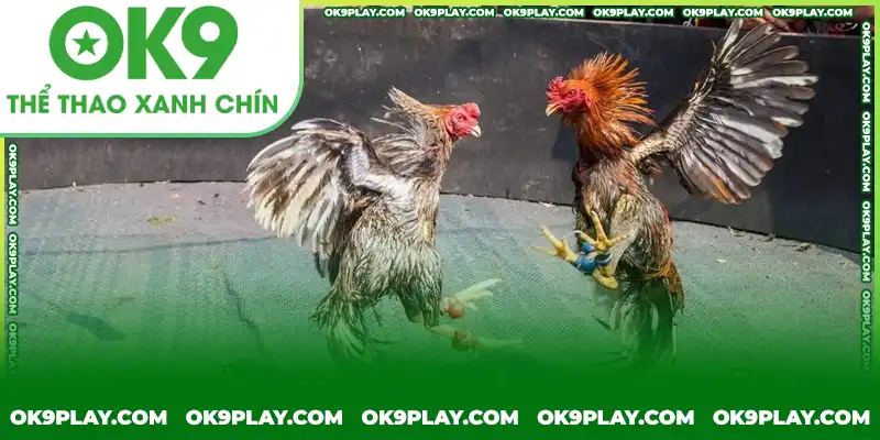 Hạn chế stress để chiến kê có tinh thần chiến đấu tốt nhất